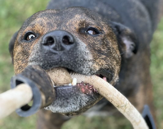 4 Reasons Why Goat Horn is good for your dog