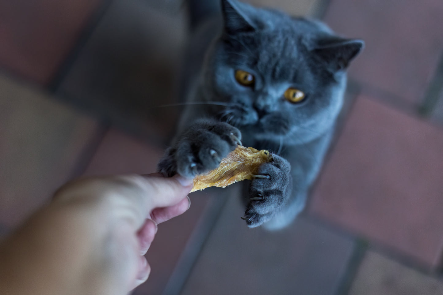 Chicken Breast Pieces Cat Treat
