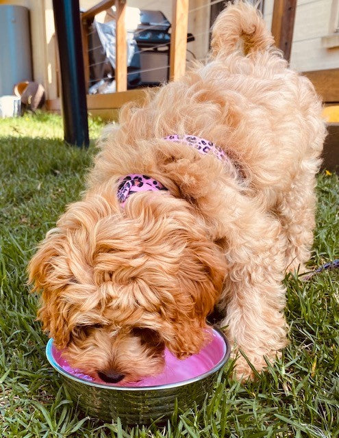 Le Bol Glazed Interior Bowl Rose