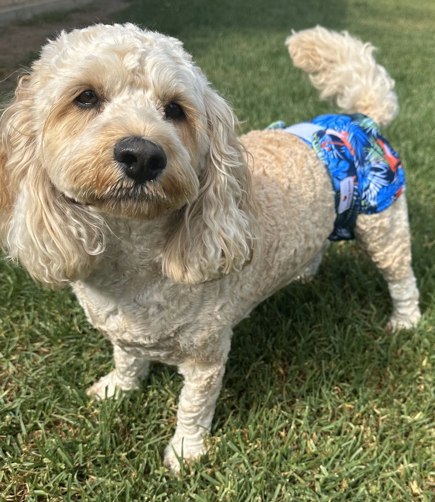 Washable Dog Nappies B/G