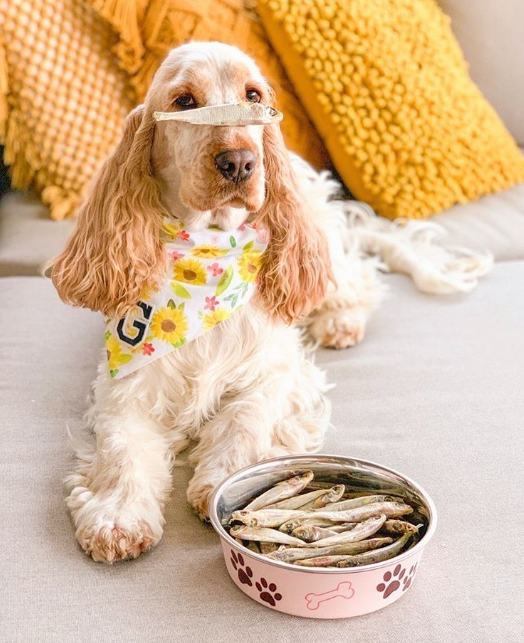 Bella Bowl Paparazzi Pink