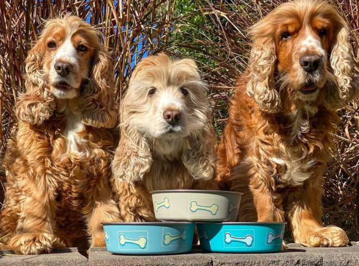 Bella Bowl Coastal Blue
