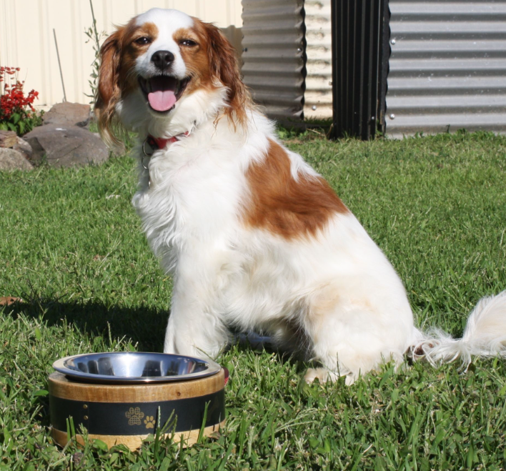 Wooden Ring Dog Bowl