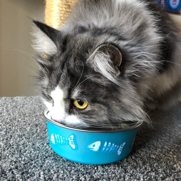 Bella Bowl Skeleton - Blue