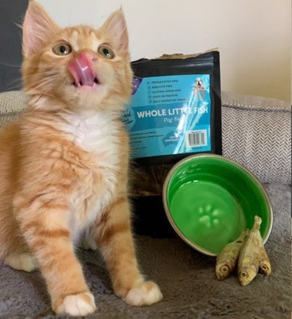 Le Bol Glazed Interior Bowl Chartreuse