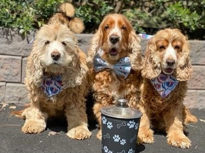 Bella Bowl Treat Canister