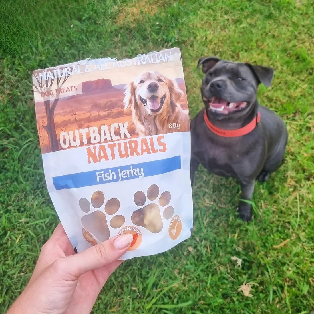Why Fish treats are good for dogs
